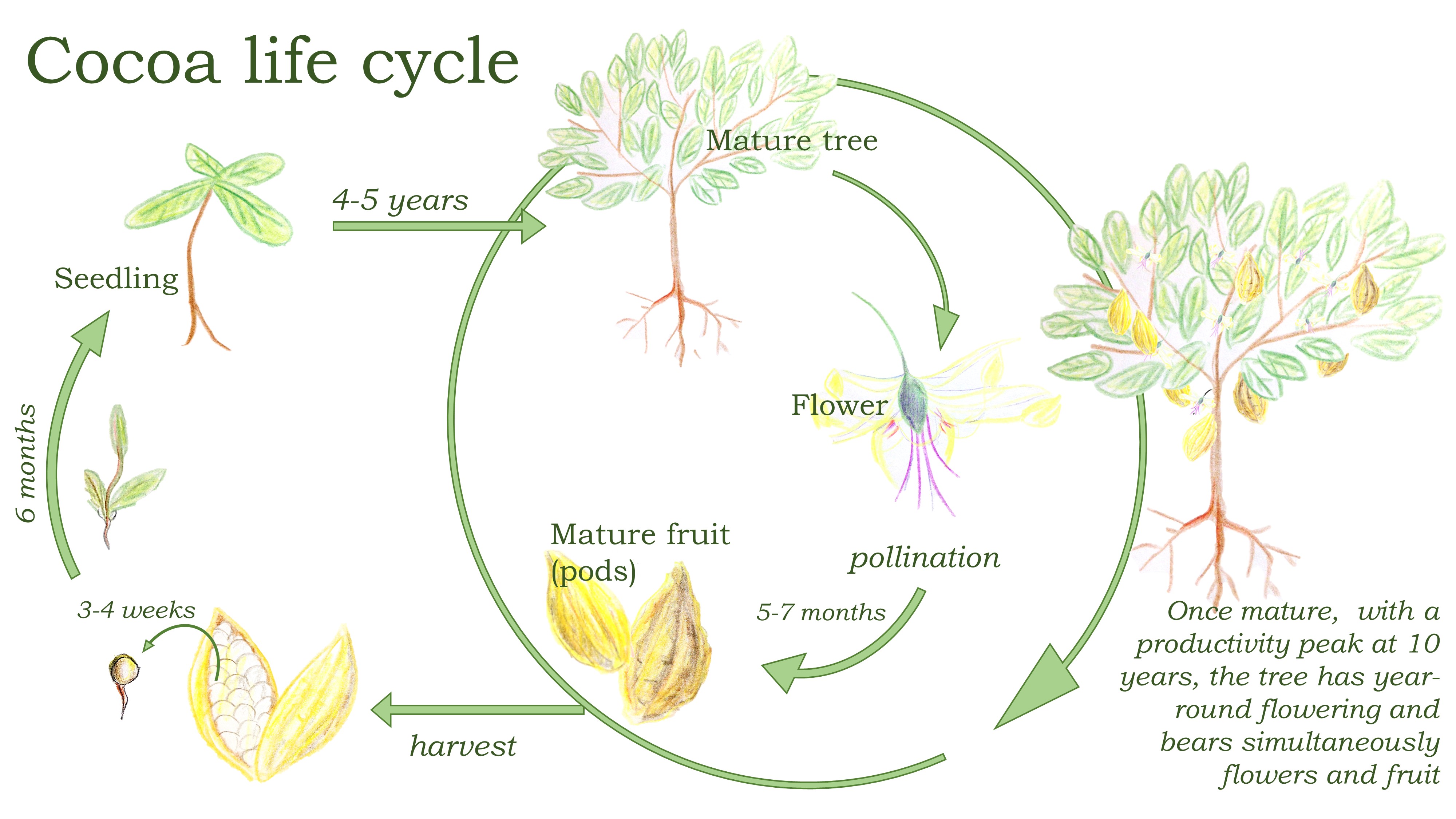 Cocoa Life Cycle vrogue.co